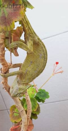 Friendly Chameleon حرباء 0
