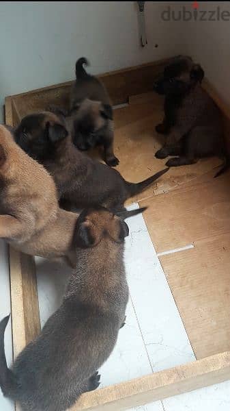6 dogs pure breed malinous one month old 600 0