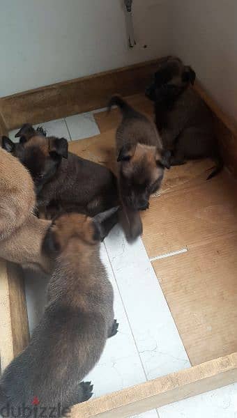 6 dogs pure breed malinous one month old 600 1