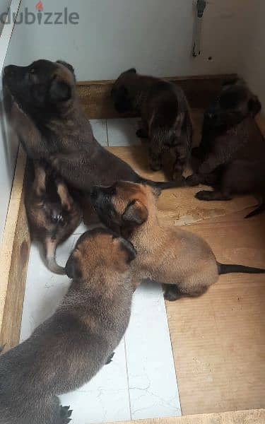 6 dogs pure breed malinous one month old 600 2