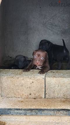 pitbull puppy بيتبول