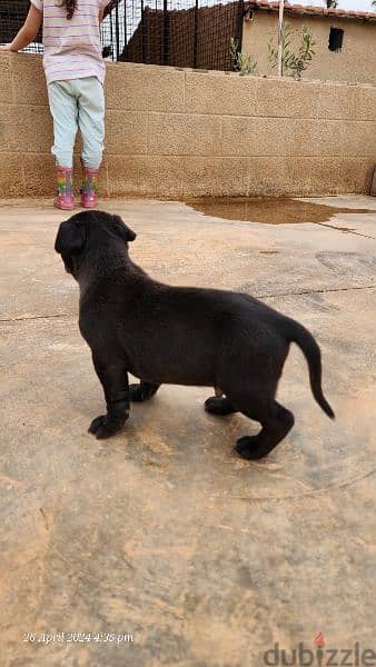 pitbull puppy بيتبول 7