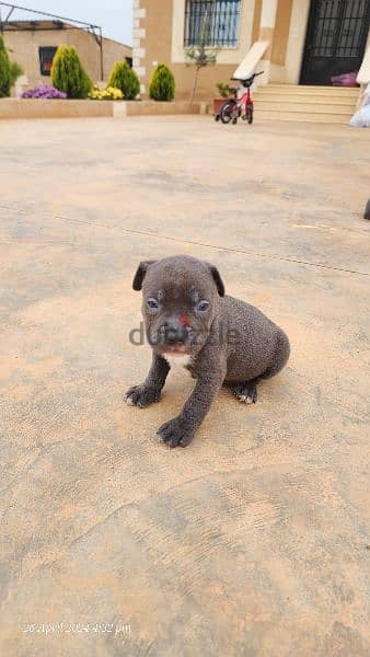 pitbull puppy بيتبول 10