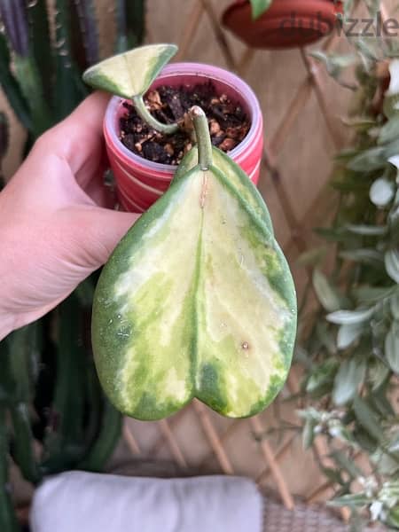 Rare Hoya Kerrii Variegated 0