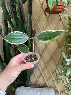 Rare Hoya Macrophylla Algomarginata 0
