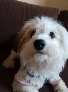 Chih Tzu White Dog for adoption