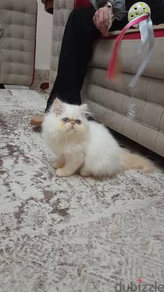 Persian white kitten 0