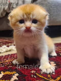 kitten golden chinchilla