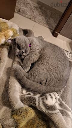 British shorthair Female with all accessories