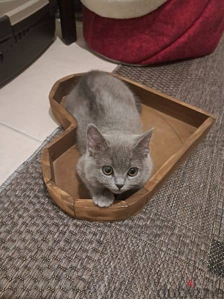 British shorthair Female with all accessories 1