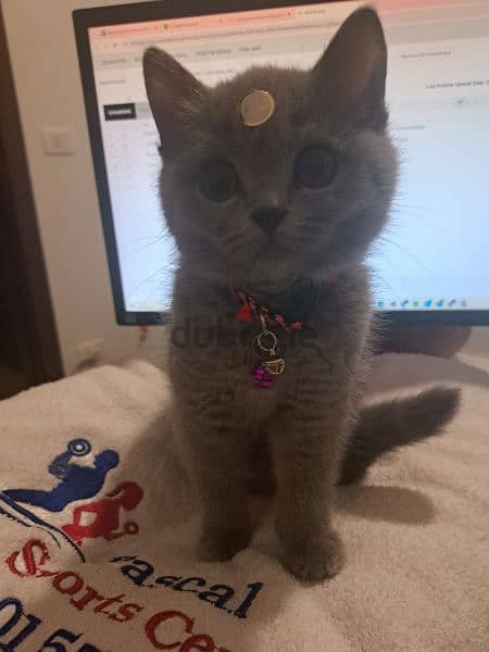 British shorthair Female with all accessories 2