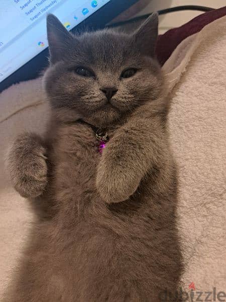 British shorthair Female with all accessories 3