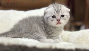 pure Scottish fold kitten