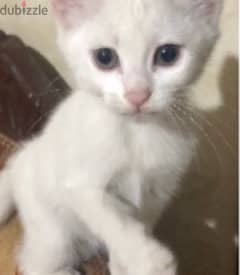 Beautiful Kitten for adoption !!