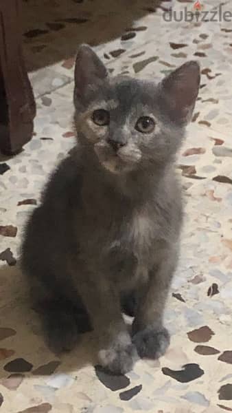 Beautiful Kitten for adoption !! 3