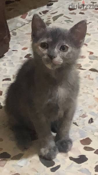 Beautiful Kitten for adoption !! 4