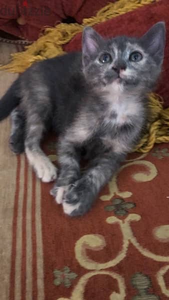 Beautiful Kitten for adoption !! 5
