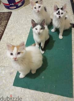 Zgharta + Tripoli, koura only, male and female for adoption not sale