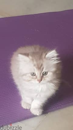 قطة شيرازي اصلي العمر شهرين و نصف 0
