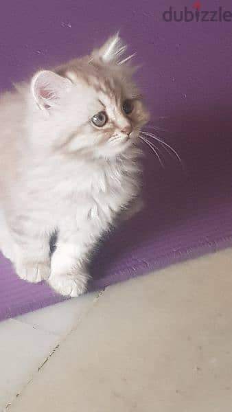 قطة شيرازي اصلي العمر شهرين و نصف 1