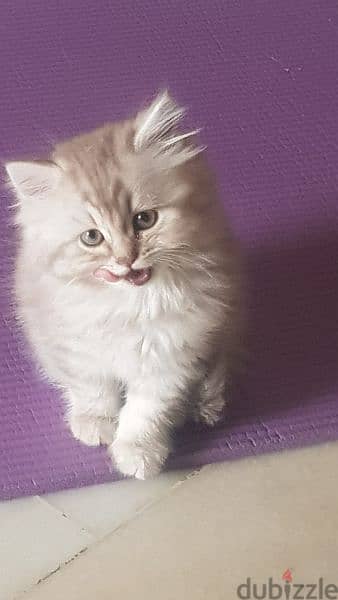 قطة شيرازي اصلي العمر شهرين و نصف 2