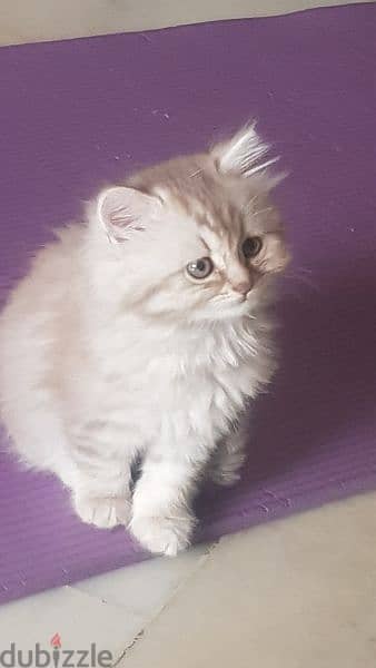 قطة شيرازي اصلي العمر شهرين و نصف 3
