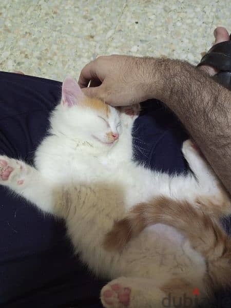 Zgharta only, male and female for adoption not sale 2