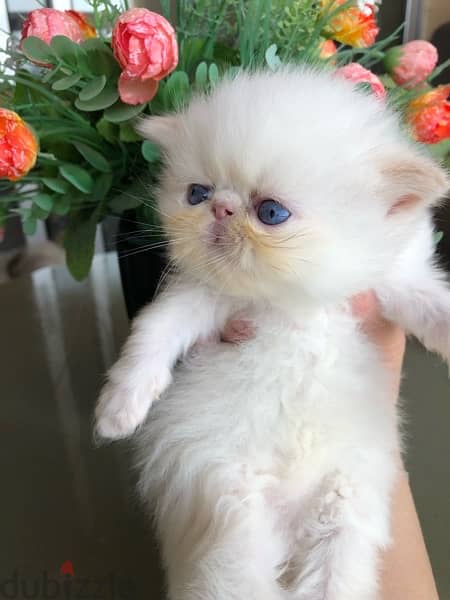 perfect Persian  for sale 1