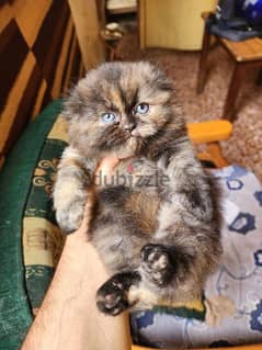 Scottish Fold kitten