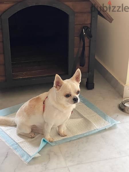 Chihuahua boy 3