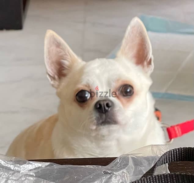 Chihuahua boy 4