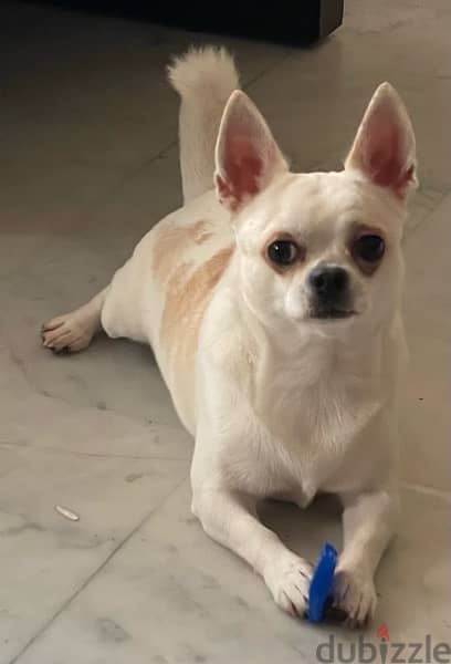 Chihuahua boy 5