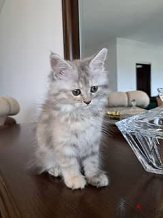 persian chinchilla kitten
