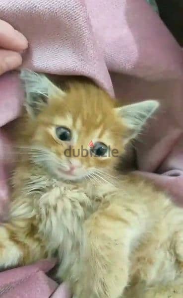 kitten for adoption, بسينة صغيرة للتبني، 4