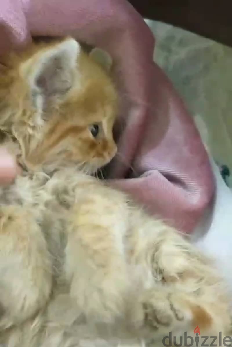 kitten for adoption, بسينة صغيرة للتبني، 8