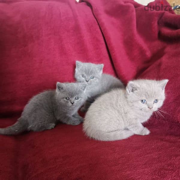 Pure British and Scottish fold kittens 3