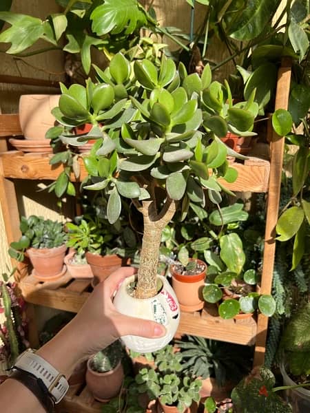 Jade Tree Bonsai Plant 1