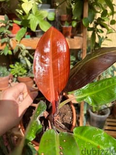 Philodendron Imperial Red Plant 0