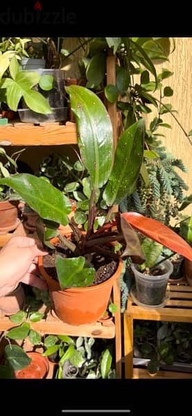 Philodendron Imperial Red Plant 1