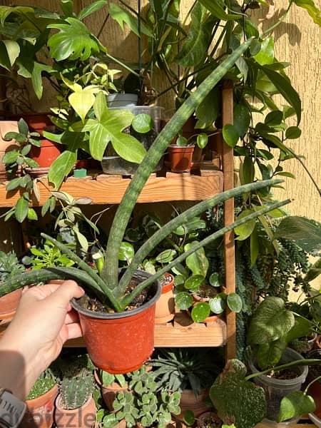 Sansevieria Snake Plant 0