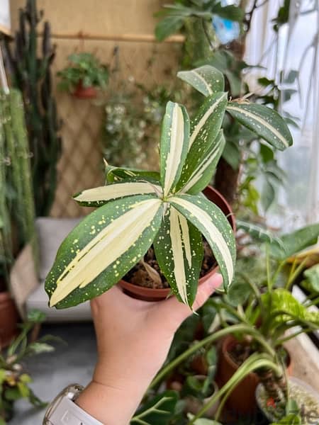 Dracaena Milky Way Plant 0