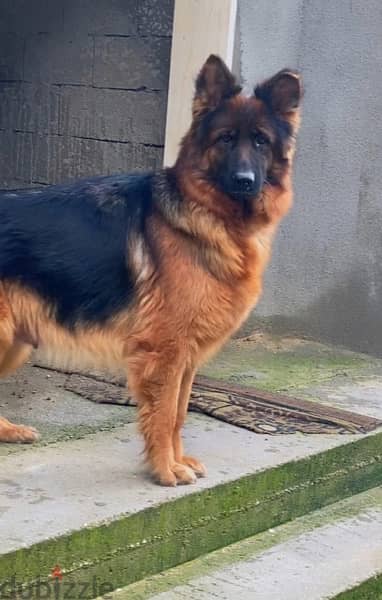 LONG HAIRED GSD 3