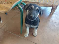 German Sheppard puppy for adoption