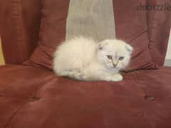 scottish cat for sale