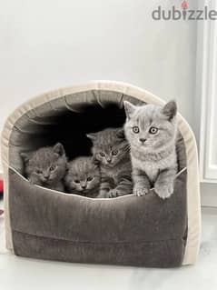 british Kittens