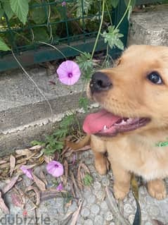 Golden retriever puppy