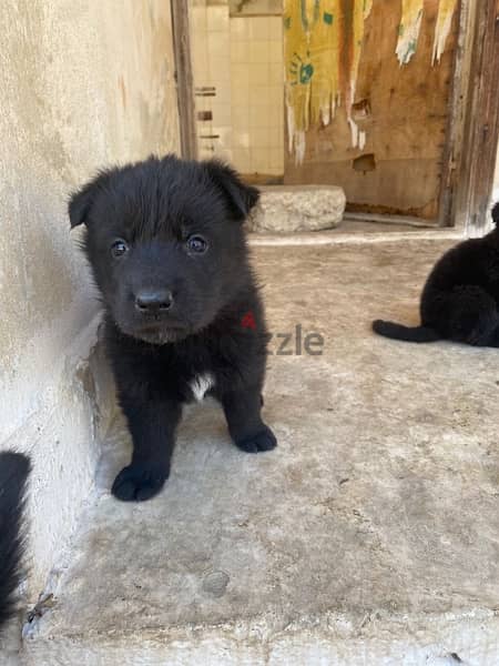 pure black and german shepherd - Dogs - 115887769