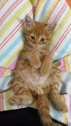 kitten for adoption, بسينة صغيرة للتبني،