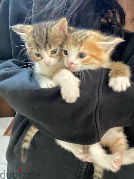 kittens for adoption 4
