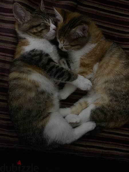 kittens for adoption 5